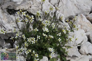 draba siliquosa (4)